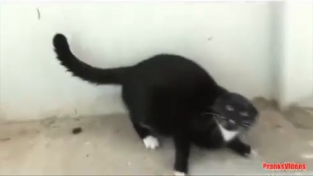 Веселые и смешненьки коты Октябрь 2013