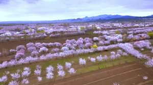 Баткен шаары 🌸БАТКЕНДИН САКУРАСЫ#kyrgyzstan #bishkek                  TALANT SAGYNBAEV