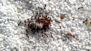 Tetramorium bicarinatum timelapse.