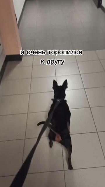 Максим (джек-рассел)