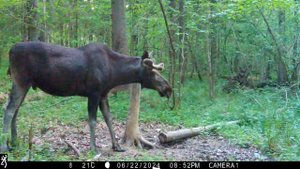 Лоси пришли на солонец