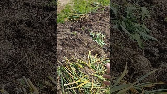 секрет выращивания крупного чеснока