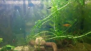 Моллинезии подрастают