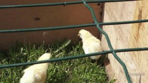 Цыплёнок съел стебель