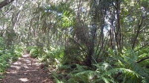 Занзибарские джунгли!Здесь есть ядовитые зелёные мамбы!