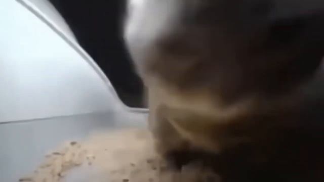 ЧИПИ ЧИПИ ЧАПА ЧАПА 1 ЧАС #1час #мемы #топчик #чипичипичапачапа