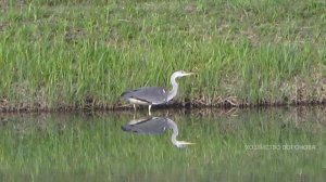 Цапля испугалась. Пруд с рыбой не принёс ей удачу