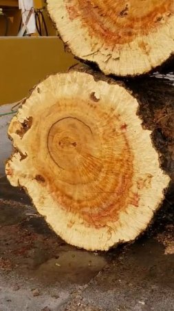 Slab-Zilla Box Elder Burl table top slabs