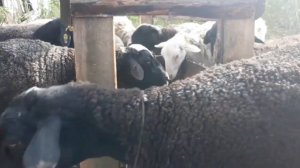 КОРМУШКА ДЛЯ ОВЕЦ, кроссы дорпера🐑🐏
