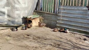 Содержание подсадных уток