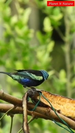 Blue Necked Tanager Bird || Planet N Nature #shorts