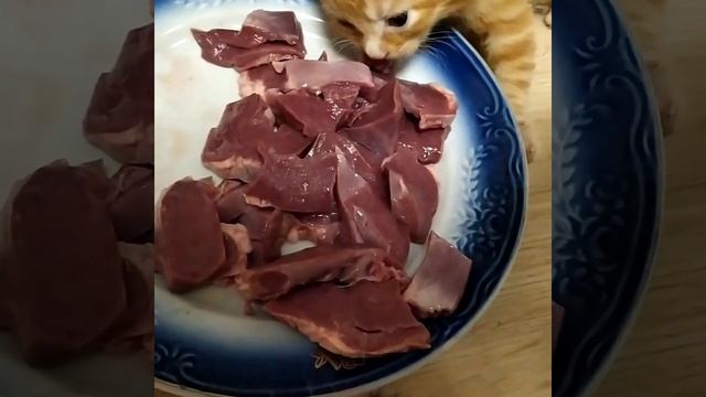 Хищник 🥰