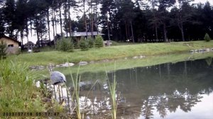 Цапля около пруда с рыбой проходит близко у скрытой камеры