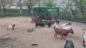 УДОИ КАМЕРУНСКОЙ козы на ПОДСОСЕ. Продолжаю ОГОРОДНЫЕ работы