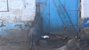 Вьетнамские кабаны нашли свою любовь! Осталось до нее добраться)