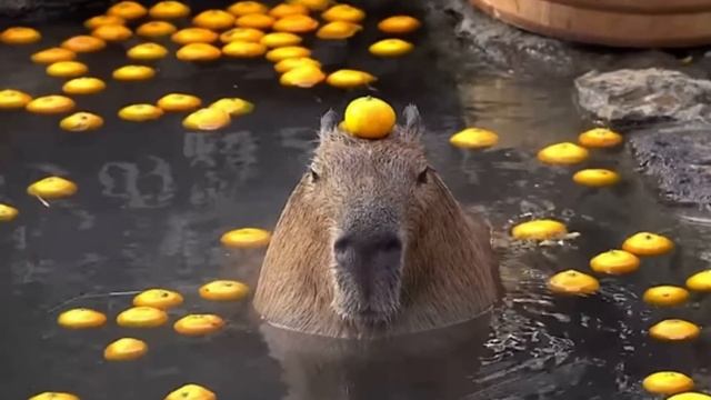 Кабибара 1час