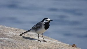 Поёт белая трясогузка Motacilla alba 01.06.2024