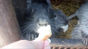 Женя весь вечер возмущается! НУТРИИ уже сломали ящик. 27.01.25