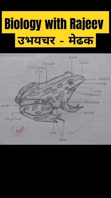 मेढक|Amphibian biology|phylum Chordata🐸🐸🌺