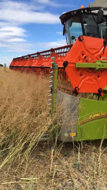 Рапсовый стол для жатки Claas Maxflex