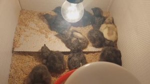 🤦_♀️КТО ВЫЛУПИЛСЯ🐣_ ТАКИХ цыпочек я НЕ ОЖИДАЛА😱. Огород, почти, засажен. Деревенская жизнь👌
