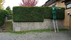 Kustorez. Cutting a Yew Hedge part 1