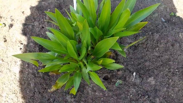 Хоста clausa var. 'Normalis' (M) (от ОптХоза) 25 июля 2022 г.