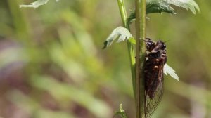 Rare Sight! New Forest Cicada (Cicadetta montana) 1Of4