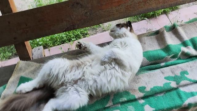 Кот Филя показывает какой он нежный кот