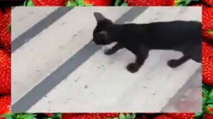 Турция Кемер отель Grand Ring Hotel 5