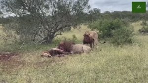 Два льва задрали третьего и съели
Отблагодарить автора:
4276 3800 4614 2027
СБЕР
#львы #двальва