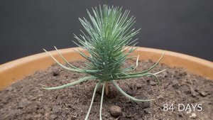 🌱 Процесс развития растений – ускоренная съемка роста растений: несколько месяцев за минуту!