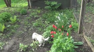 Экскурсия по огороду. Что растет в апреле?