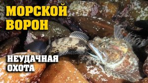 Ночная охота морского ворона