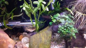 Apistogramma Viejita juvie hall