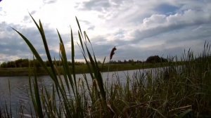 3 июня 2024. Охота за упитанной плотвой. Лютка Дмитрия Кривцова. Боковой кивок.