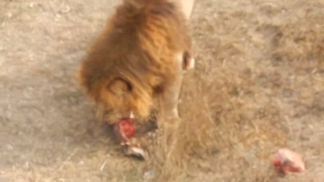 Львиный завтрак царей зверей в Тайгане смотреть онлайн