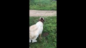 Муж приехал на  один день раньше  из  командировки