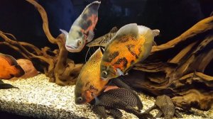 Псевдоплатистома. 5 месяцев спустя.