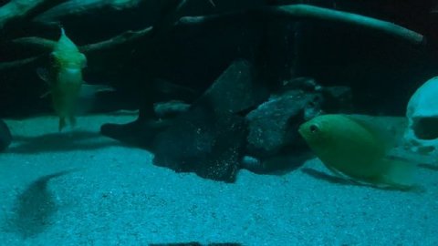 В лунном свете