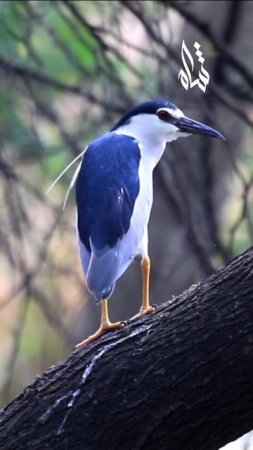 بلشون الليل - Black-crowned Night Heron