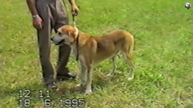 100 лет стандарту породы Русская гончая! смотреть онлайн