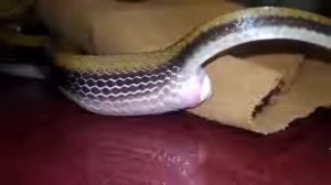 Snake laying eggs unseen video