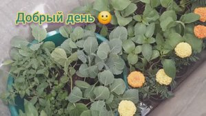 😢 ВСЕ пошло НЕ ПО ПЛАНУ 😱 МОТОБЛОК Кентавр МБ 40-1с СЛОМАЛСЯ 😭. Работы - ХОТЬ РАЗОРВИСЬ 😀
