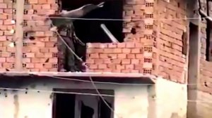 Miro Semberac - Panteri