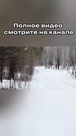 Тайга. Полное видео уже на канале
