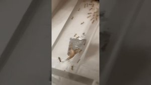 Лазиус флавус, хищники ч 2