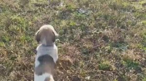 ?КТО ЗАВЕЛСЯ В ПОЛЕ?___ Рассадила ?, погуляла с Тикитосом?. ? Погода тормозит уличную работу?