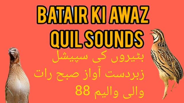 Batair ki Awaz Vol 88 بٹیروں کی آواز والیم