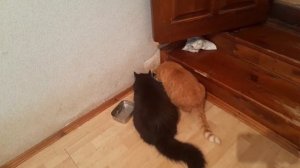 1 февраля,  зима пока не вернулась. Дождь. Ремонтирую спецодежду.